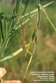 Image result for Sacciolepis rigens