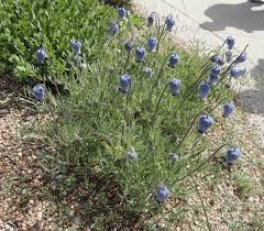 We did not find results for: Clematis Scottii North American Rock Garden Society Clematis Flower Seeds Leather Flowers