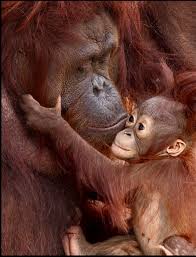 Baby Orangutan Hugging Mom For Reassurance Baby Orangutan Animals Beautiful Cute Baby Animals