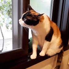 cicci on instagram mic 落っこちそうだよ みけ猫のミック calicocat mixcat calico cat catstagram interiorcat にゃんすたぐらむ ミケネコ 三毛猫 みけねこ みけ猫 ねこすたぐらむ 猫のいる暮らし ねこのいる生活