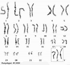 Human Chromosomal Disorders