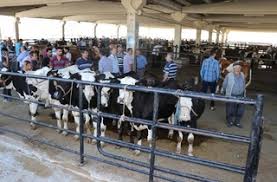 Anacak kurbanlık alımlarında yapılacak pazarlıklara anadolu'nun hemen hemen her yerinden canlı hayvan geleceğini dile getiren yücesan, bu konuda özellikle şanlıurfa, diyarbakır, gaziantep, tokat. Kurban Fiyatlar Artti