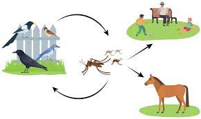 Four out of five people infected with west nile virus don't have any symptoms. Westnile Ca Gov California West Nile Virus Website