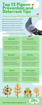 North yorkshire moors birds of prey specialises in the clearing of nuisance birds using an as well as causing an unsightly mess to businesses and public areas, these pest species are also plagued with many diseases. The Best Pigeon Prevention And Deterrent Tips By Akellajustus Issuu