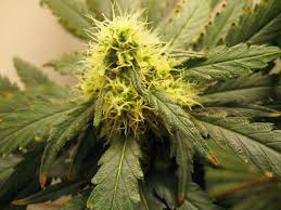 Stop with nitrogen nutrients at this time. How To Fix Cannabis Nutrient Burn Pics Symptoms