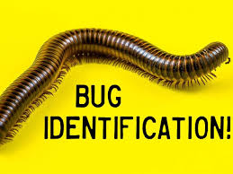Then, below are explanations of pests you may often be another black and small insects with the tough shell in the home are pill bugs. Bug Identification Guide To Common Insects With Photos Owlcation