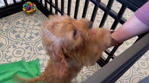 Our cavapoo puppies for sale in north carolina are bred for health & temperament. Ronnie Cavapoo Youtube