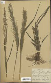 Image result for Panicum schinzii