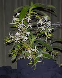 Image result for Cyrtorchis praetermissa