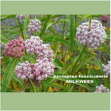 Image result for Asclepias foliosa