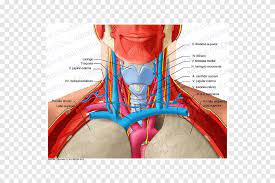 We did not find results for: Neck Anatomy Organ Human Body Shoulder Anatomy Abdomen Png Pngegg