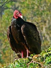 Like its cousin the turkey vulture, the black vulture will never be accused of being a handsome creature. Wildlife Park To Highlight Vultures In September Lifestyle Chronicleonline Com
