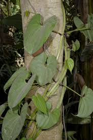 Image result for Dioscorea hirtiflora