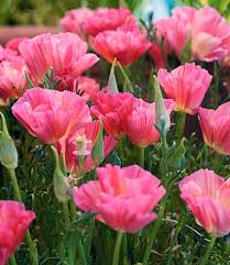 Image result for Eschscholzia californica