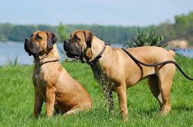 Boerboel