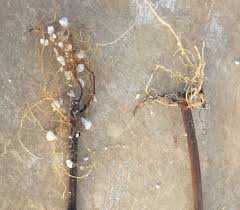 Image result for grapevine cuttings