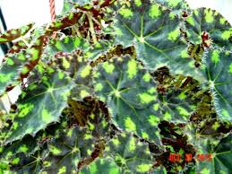 3 x de r$ 23. Kit Kat Begonia