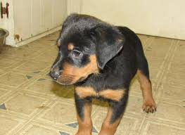Rhr is a durham area rescue/placement organization dedicated to the rescue, rehabilitation, and careful rehoming of neglected, lost, surrendered, or otherwise homeless rottweiler dogs in the central north carolina region. Rottweiler Puppies For Sale North Carolina Page 2