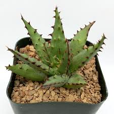 Image result for Aloe nuttii