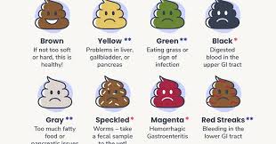 Image result for blood in stool human poop