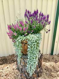Pin On My Garden And House Plants