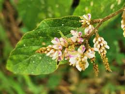 Image result for Polhillides