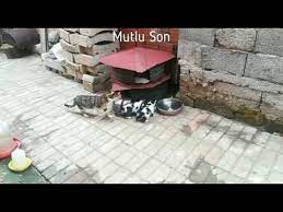 kedi yuvasi yapimi geri donusum ile kedi evi yapimi making cat home out of old tires youtube kedi evi kedi geri donusum