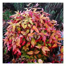 The firepower nandina is hardy from zones 6 to 9. Nandina Firepower Potted Heavenly Bamboo Growers Solution