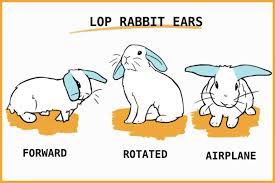 How To Care For Your Lop Eared Rabbit Pet Rabbit Care Lop Eared Bunny Rabbit Ears