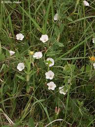 Image result for Convolvulus goyderi