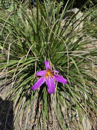 Image result for Xerophyta argentea