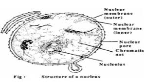Plants are monokaryotic cells, which possess an individual nucleus. Plant Cell Nucleus And Functions Of Plant Cell Nucleus