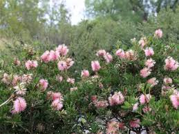 Image result for Callistemon