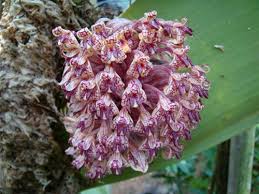 Image result for Bulbophyllum burttii