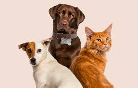 Família com cachorro