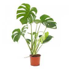 It has been introduced to many tropical areas, and has become a mildly invasive species in hawaii, seychelles, ascension island and the society islands.it is very widely grown in temperate zones as a houseplant. Monstera Deliciosa Wildernis