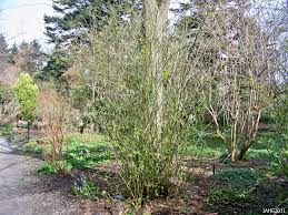 Ideally, plant japanese kerria in partial shade to shade. Kerrias Confusion Name That Plant