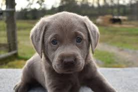 Lab puppies for sale in north alabama. Aggie Labs Has Labrador Retriever Puppies For Sale In Cullman Al On Akc Puppyfinder Labrador Retriever Training Labrador Retriever Labrador Puppies For Sale