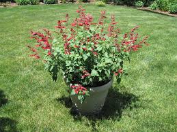 Our plants are large, healthy and guaranteed to please. Salvia Roman Red In The Salvias Database Garden Org