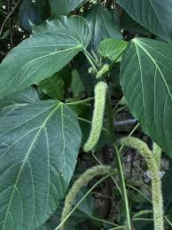 Image result for Acalypha fimbriata