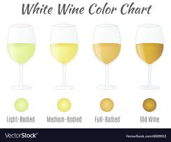 white wine color chart hand drawn wine glasses