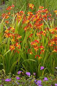 Check spelling or type a new query. Crocosmia Spanish Ballerina De Vroomen Garden Products Professional
