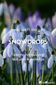 How Well Do You Know Snowdrops Gardening Advice Fun Quiz Horticulturist