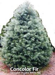 Christmas Tree Varieties Photos And Information To Choose