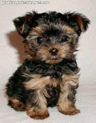 This Is A Baby Chorkie Chihuahua Yorkie Mix Dog Breeds That Dont Shed Hypoallergenic Dog Breed Top 10 Dog Breeds