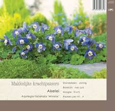 Image result for Aquilegia flabellata ministar