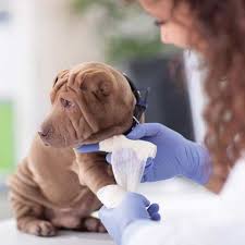 Dog Boarding In Canberra Behaviour Changes That Should Not Happen After Dog Boarding