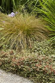 Image result for Seddera capensis