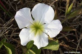 Image result for Cycnium