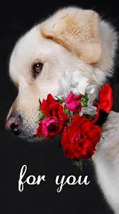 Download For You Wallpaper By Perfumevanilla A2 Free On Zedge Now Browse Millions Of Popular For Wallpapers And Ringtone Beautiful Dogs Dogs Cute Animals